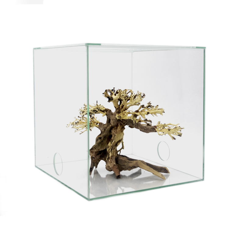 Bonsai-Tree